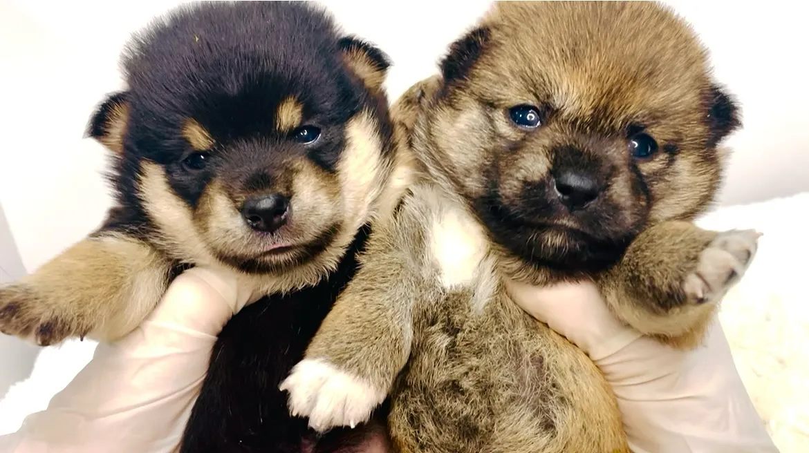 チワ柴の男の子と女の子🐶