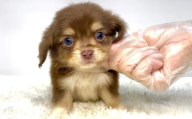 チワックスの男の子🐶