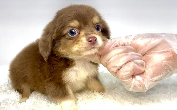 チワックスの男の子🐶