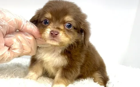 チワックスの男の子🐶
