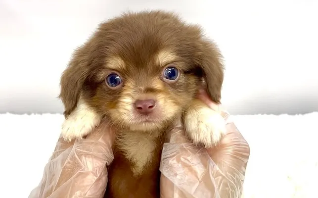 チワックスの男の子🐶