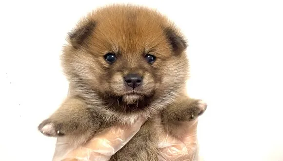 ポメ柴の男の子、ご家族様募集中です❗️🐶