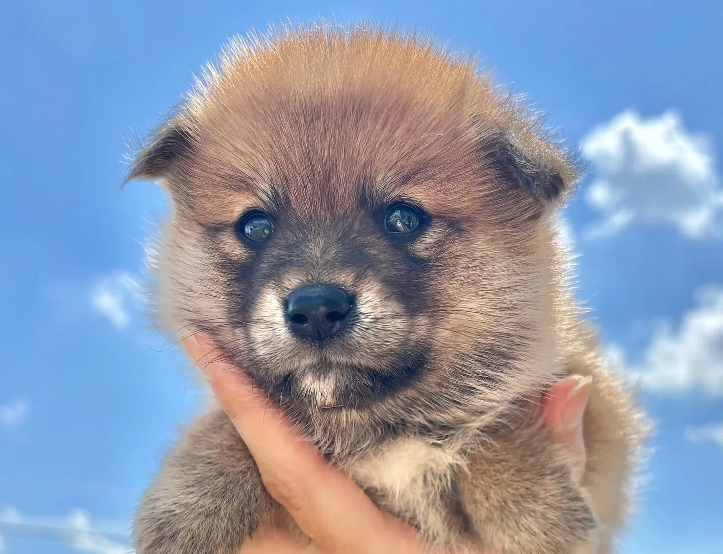 ポメ柴の男の子、ご家族様募集中です❗️🐶