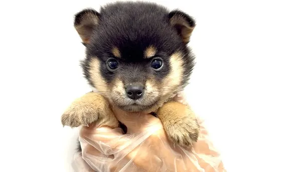 ポメ柴の男の子、ご家族様募集中です❗️🐶