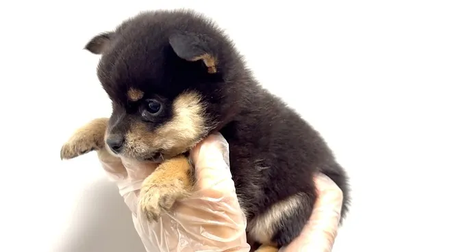 ポメ柴の男の子、ご家族様募集中です❗️🐶