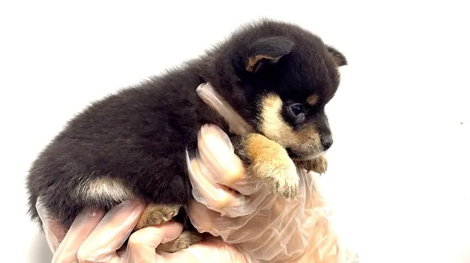 ポメ柴の男の子、ご家族様募集中です❗️🐶
