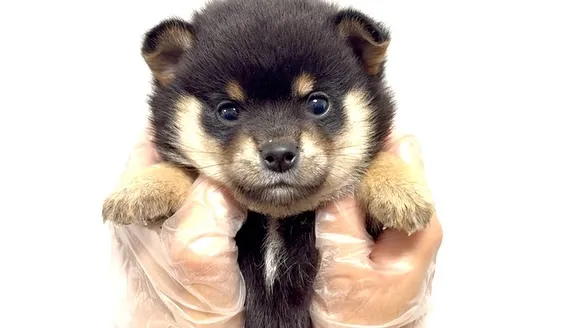 ポメ柴の男の子、ご家族様募集中です❗️🐶