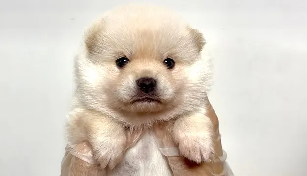 ポメ柴の男の子、ご家族様募集中です❗️🐶