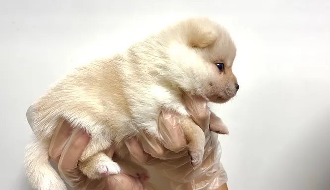 ポメ柴の男の子、ご家族様募集中です❗️🐶