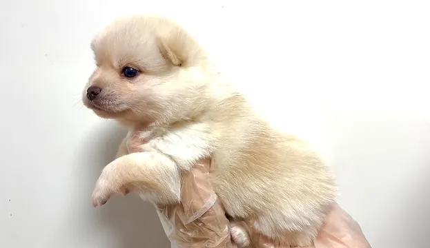 ポメ柴の男の子、ご家族様募集中です❗️🐶