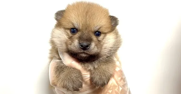 ポメ柴の男の子、ご家族様募集中です❗️🐶