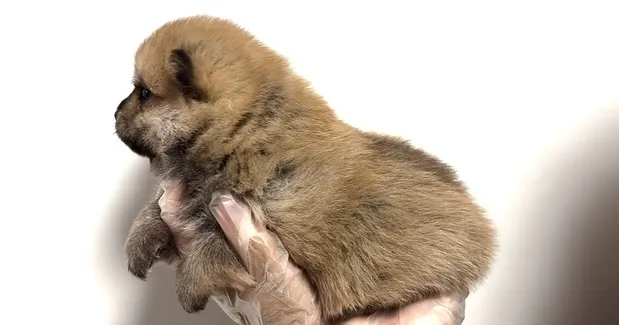 ポメ柴の男の子、ご家族様募集中です❗️🐶