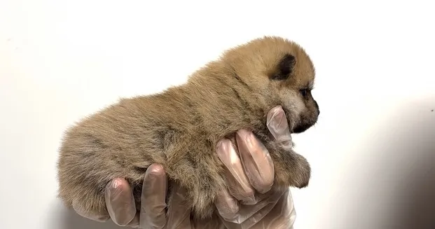 ポメ柴の男の子、ご家族様募集中です❗️🐶