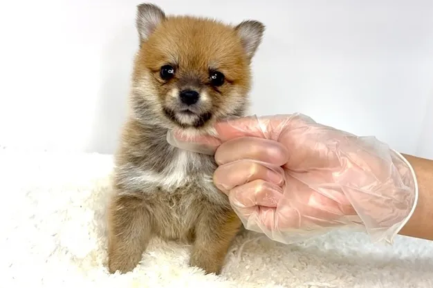 ポメ柴の女の子、ご家族様募集中です❗️🐶