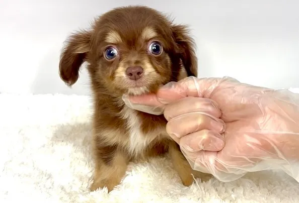 チワックスの男の子🐶