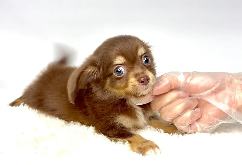 チワックスの男の子🐶