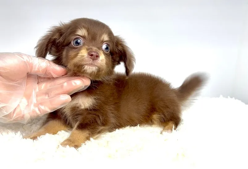 チワックスの男の子🐶