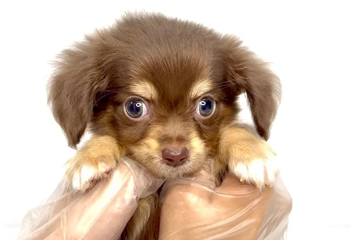 チワックスの男の子🐶