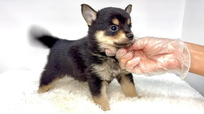 チワ柴の男の子🐶