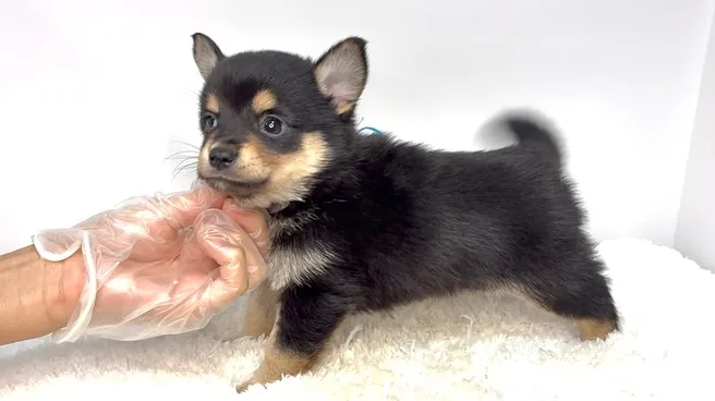 チワ柴の男の子🐶