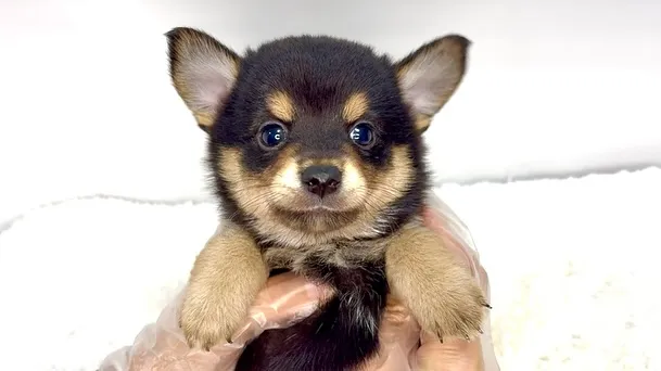 チワ柴の男の子🐶