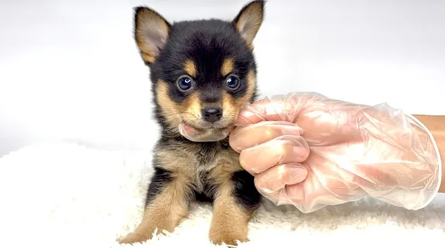 チワ柴の男の子🐶