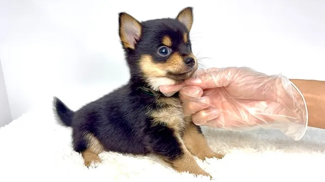チワ柴の男の子🐶