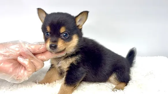 チワ柴の男の子🐶
