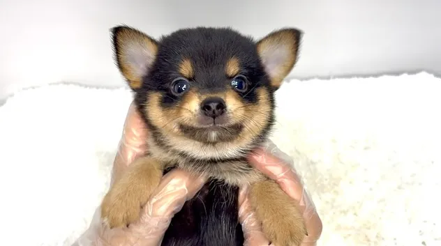 チワ柴の男の子🐶