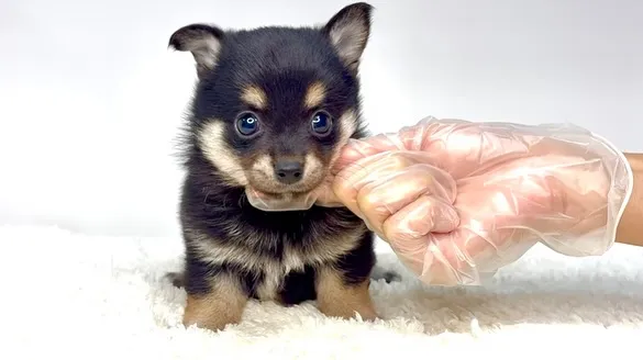 チワ柴の女の子🐶