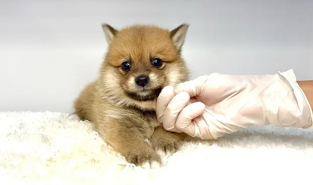 ポメ柴の女の子、ご家族様募集中です❗️🐶