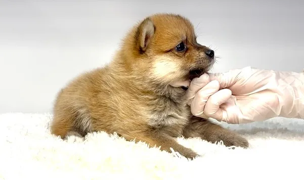 ポメ柴の女の子、ご家族様募集中です❗️🐶