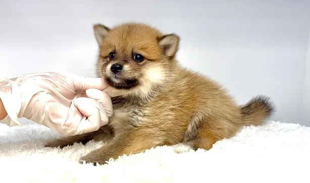 ポメ柴の女の子、ご家族様募集中です❗️🐶