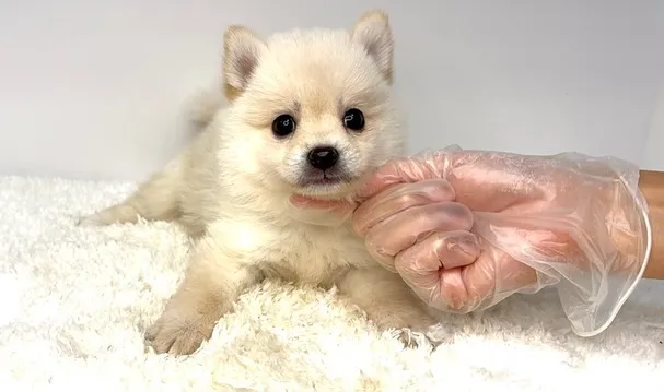 ポメ柴の男の子、ご家族様募集中です❗️🐶
