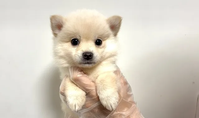 ポメ柴の男の子、ご家族様募集中です❗️🐶