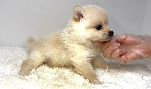 ポメ柴の男の子、ご家族様募集中です❗️🐶