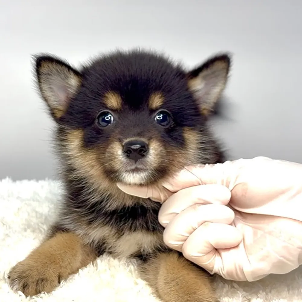 ポメ柴の女の子、ご家族様募集中です❗️🐶