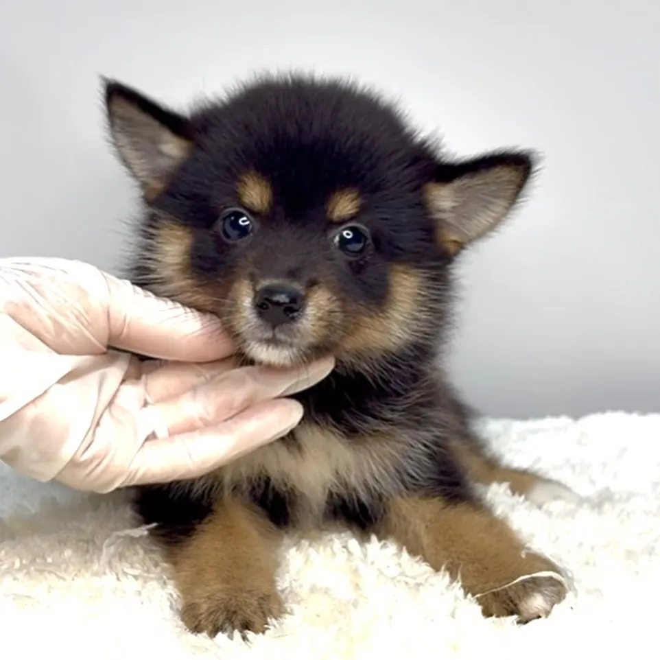 ポメ柴の女の子、ご家族様募集中です❗️🐶