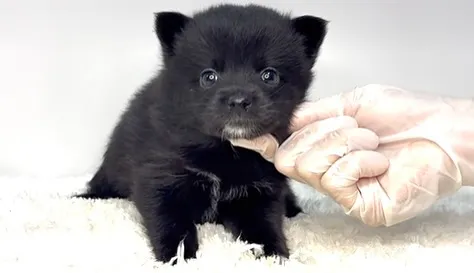 ポメ柴の女の子、ご家族様募集中です❗️🐶