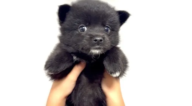 ポメ柴の女の子、ご家族様募集中です❗️🐶
