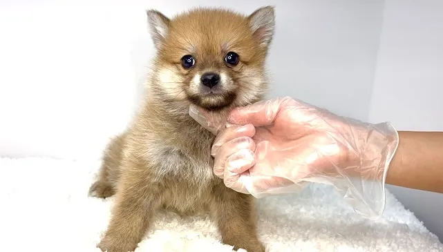 ポメ柴の男の子、ご家族様募集中です❗️🐶