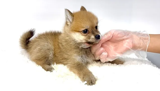 ポメ柴の男の子、ご家族様募集中です❗️🐶
