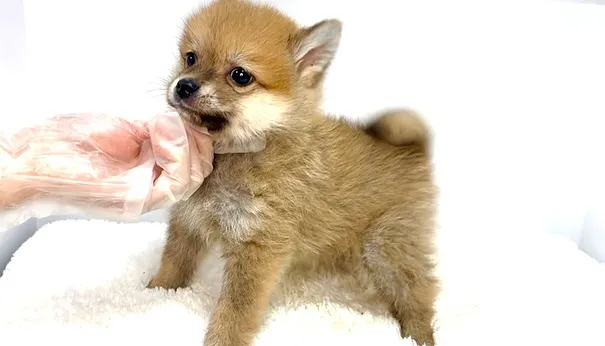 ポメ柴の男の子、ご家族様募集中です❗️🐶