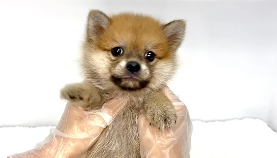 ポメ柴の男の子、ご家族様募集中です❗️🐶