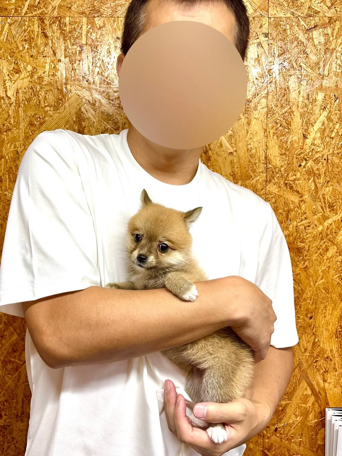 埼玉県のご家族様がポメ柴の女の子をお迎えにお越し下さいました...