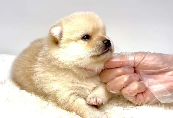 ポメ柴の女の子、ご家族様募集中です❗️🐶✨