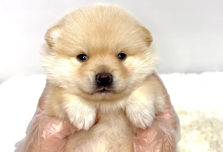 ポメ柴の女の子、ご家族様募集中です❗️🐶✨