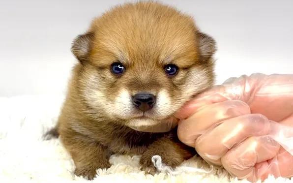 ポメ柴の男の子、ご家族様募集中です❗️🐶