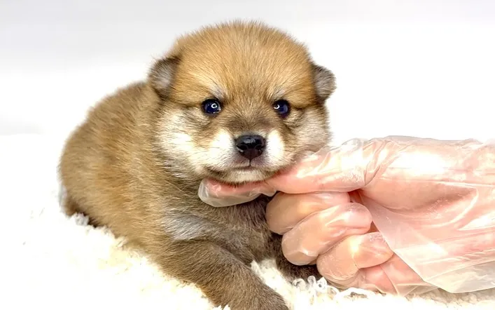 ポメ柴の男の子、ご家族様募集中です❗️🐶