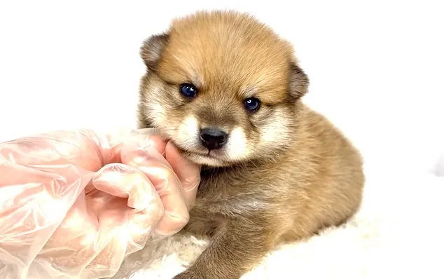 ポメ柴の男の子、ご家族様募集中です❗️🐶